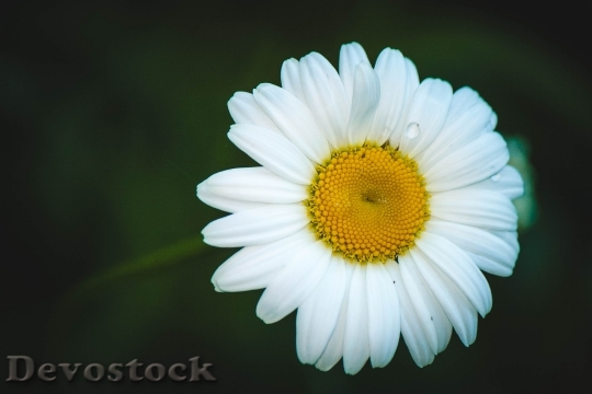 Devostock Daisy Flower Summer Flowers 0