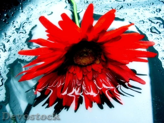 Devostock Daisy Reflection Floral Red