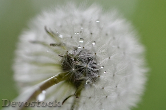 Devostock Dandelion Drip Wet Raindrop 1
