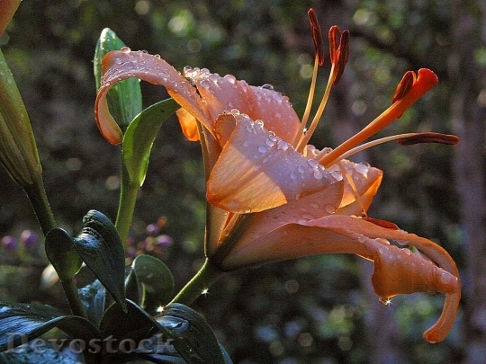Devostock Daylily Daylilies Flowers Rain