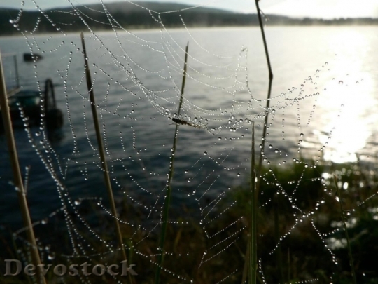 Devostock Dew Covered Spider Web 0
