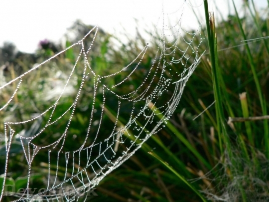 Devostock Dew Covered Spider Web 1