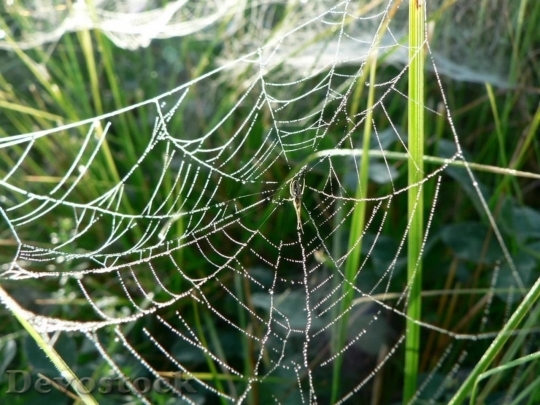 Devostock Dew Covered Spider Web