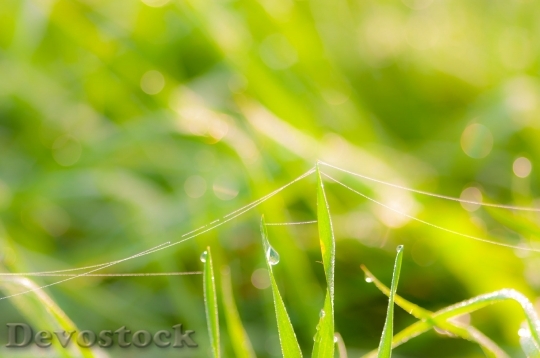 Devostock Dew Grass Meadow Dewdrop