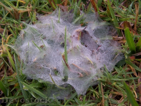 Devostock Dew Laden Spider Web