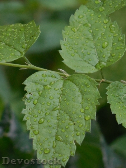 Devostock Dew Leaves Leaf Green
