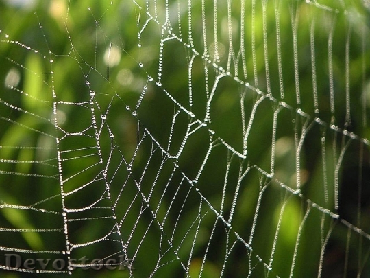 Devostock Dew Spiderwebs