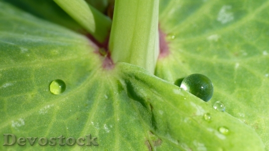 Devostock Dewdrop Leaf Vetch Dew