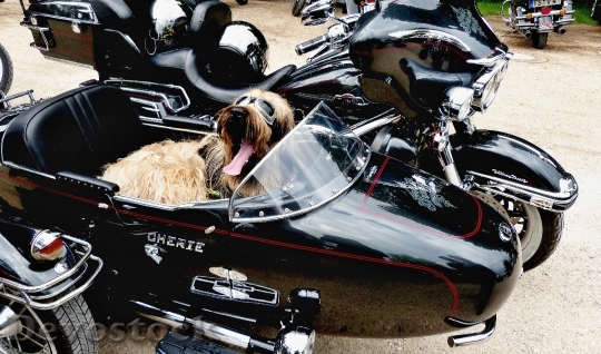 Devostock Dog Peace Motorcycle Friend