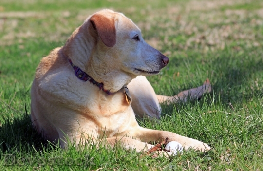 Devostock Dog Rescue Yellow Labrador 1