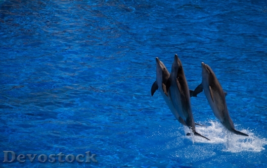 Devostock Dolphin Cetacean Water Jump