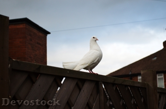 Devostock Dove Animals Pigeon Bird
