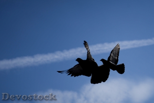 Devostock Dove Bird Flying Freedom