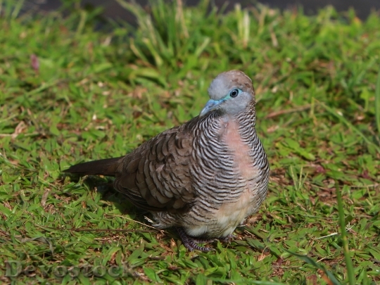 Devostock Dove Bird Hawaiian Bird
