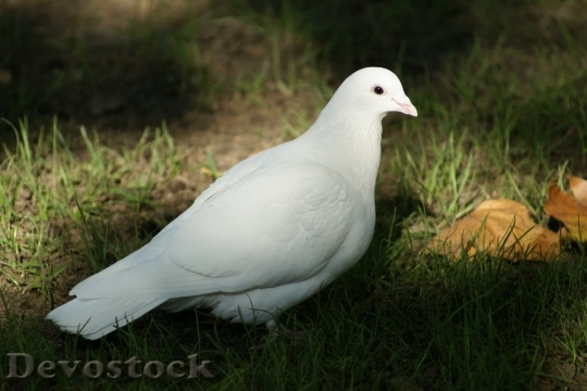 Devostock Dove Bird Hope Spirituality