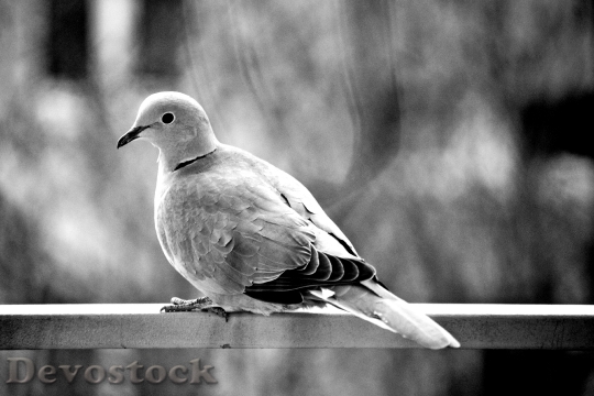 Devostock Dove Pigeon Bird Animal