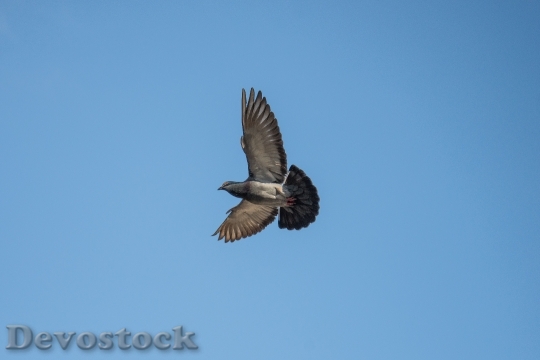Devostock Dove Pigeon Flight Bird