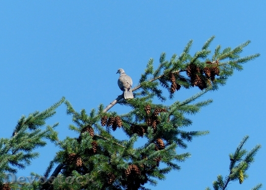 Devostock Dove Trees Branches Birds