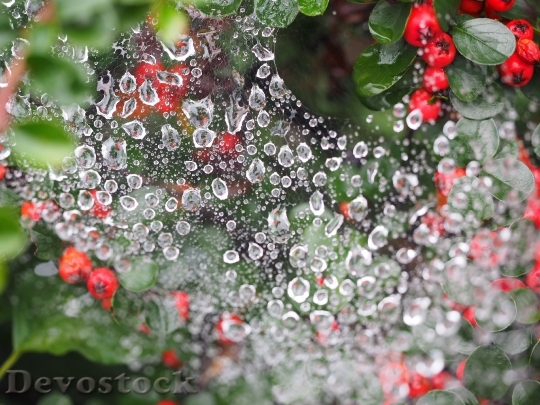 Devostock Drip Cobweb Drop Water