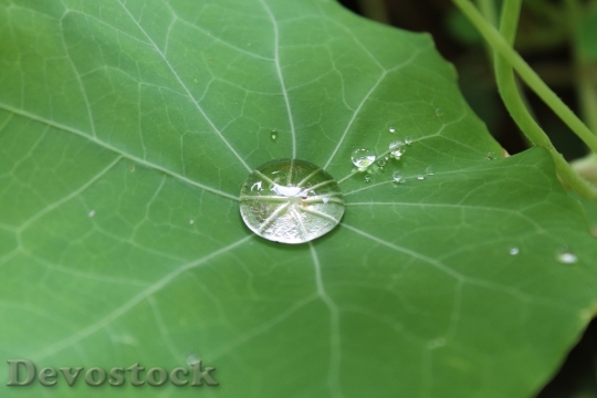 Devostock Drip Leaf Drop Water 0