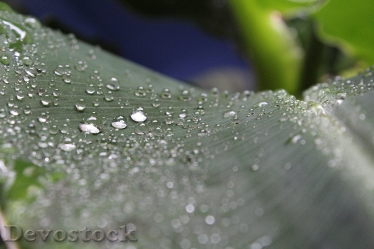 Devostock Drip Leaf Water Plant
