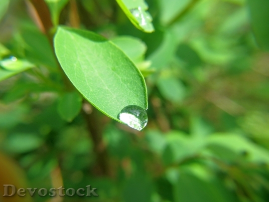 Devostock Drop Dew Leaf Nature