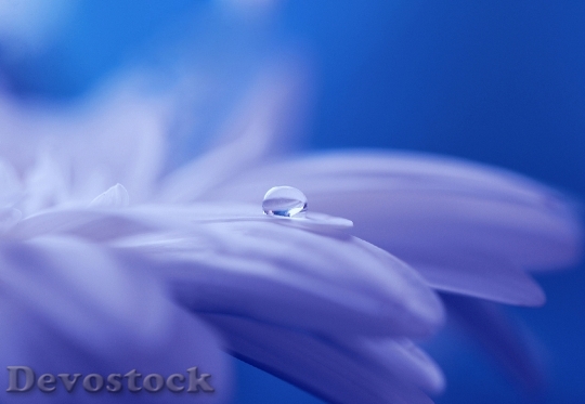 Devostock Drop Water Drip Flower
