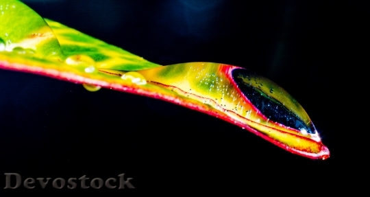 Devostock Drop Water Drip Leaf 2