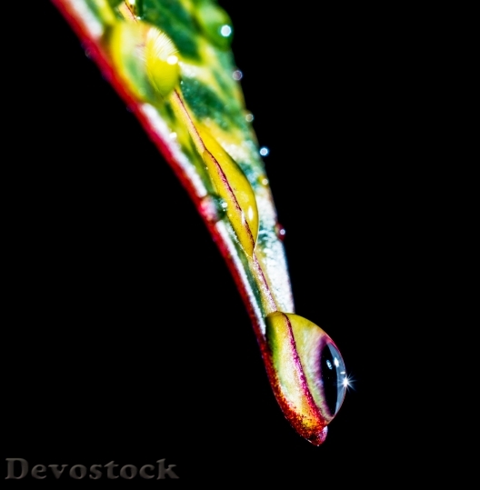 Devostock Drop Water Drip Leaf 4