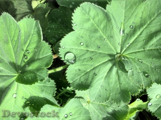 Devostock Drop Water Leaf Plant