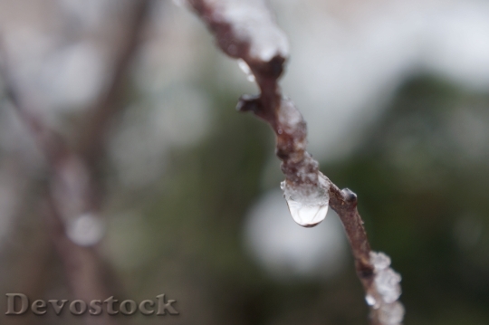 Devostock Drop Water Winter Branch