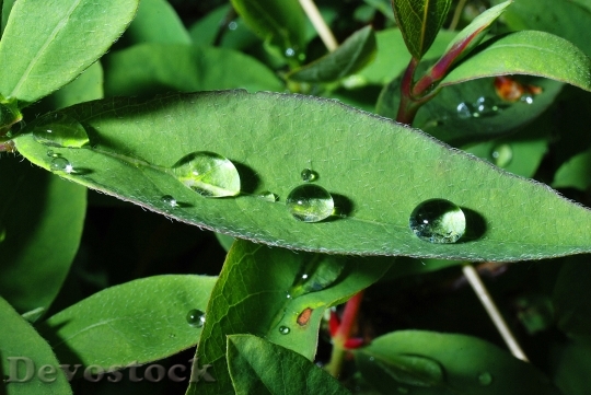 Devostock Drops Drop Rain Garden