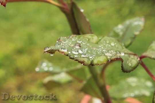Devostock Drops Green Leaf Leaves