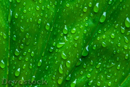 Devostock Drops On Green Leaf