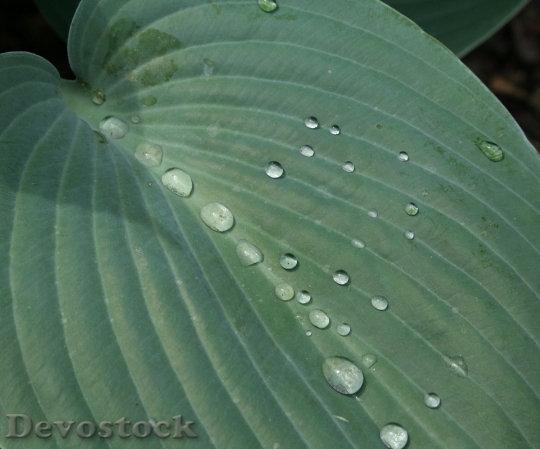Devostock Drops Plant Leaves Water 1