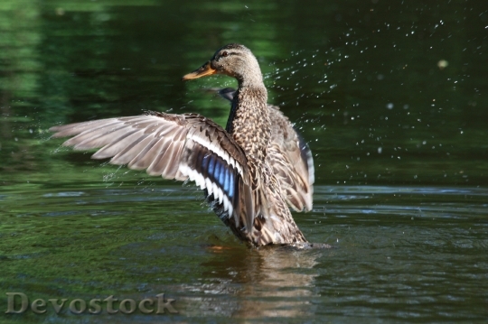Devostock Drops Water Landing Duck