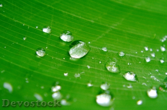Devostock Drops Water Sheet Plant