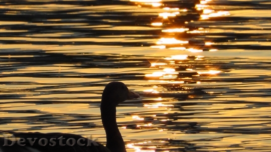 Devostock Duck Animal Water Sunset