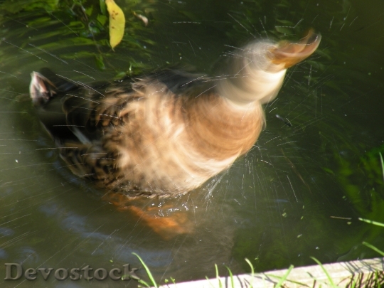 Devostock Duck Drop Water Shake