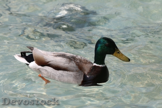 Devostock Duck Fountain Drip Water