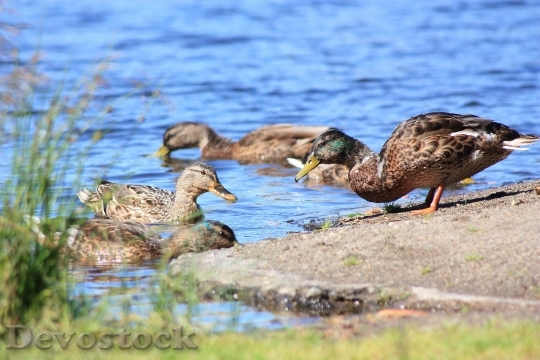 Devostock Duck Lake Water Summer