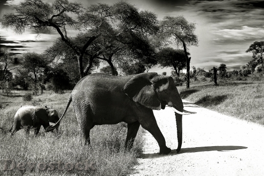 Devostock Elephant Baby Elephant Animal Wilderness 37861 4K.jpeg