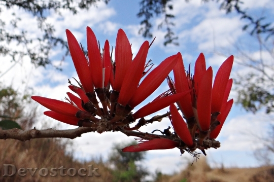 Devostock Erythrina Indica Flower Coral