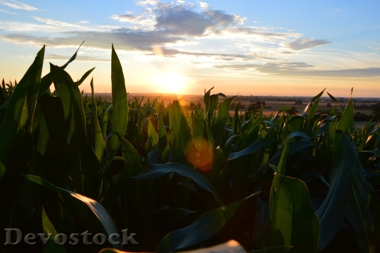 Devostock Field Corn Village Summer