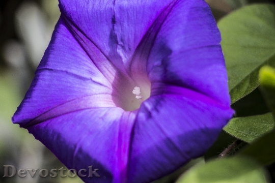 Devostock Flower Blue Nature Spring 1
