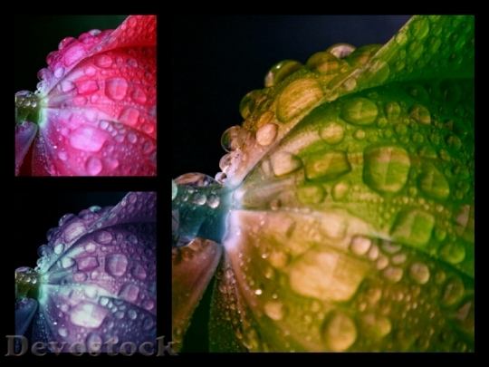 Devostock Flower Collage Color Drop 0