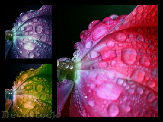 Devostock Flower Collage Color Drop