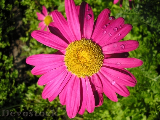 Devostock Flower Daisy Macro Summer