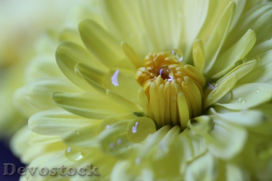 Devostock Flower Dew Yellow Bloom