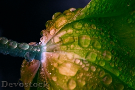 Devostock Flower Drop Water Green